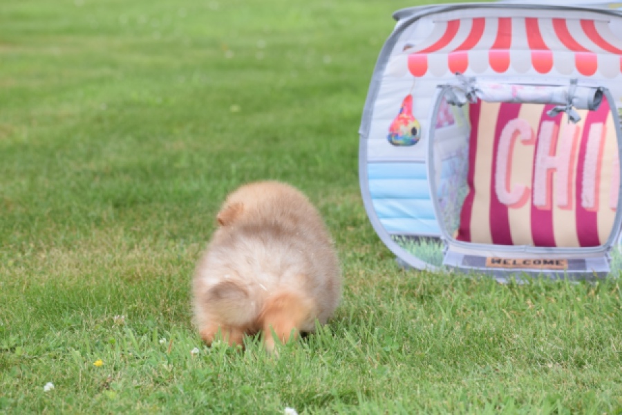 Keeshond (reu) 55452