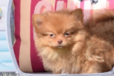 Keeshond (teef) 55453