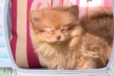 Keeshond (teef) 55453