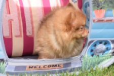 Keeshond (teef) 55453