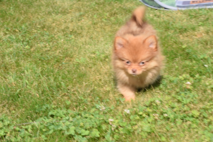 Keeshond (teef) 55453