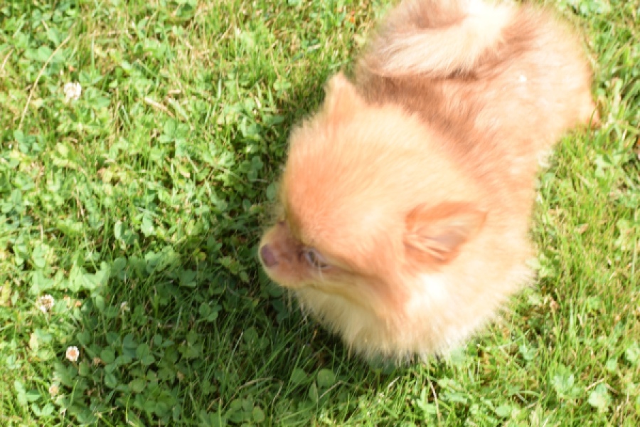 Keeshond (teef) 55453