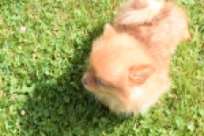 Keeshond (teef) 55453