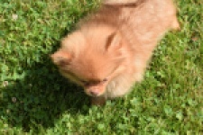 Keeshond (teef) 55453