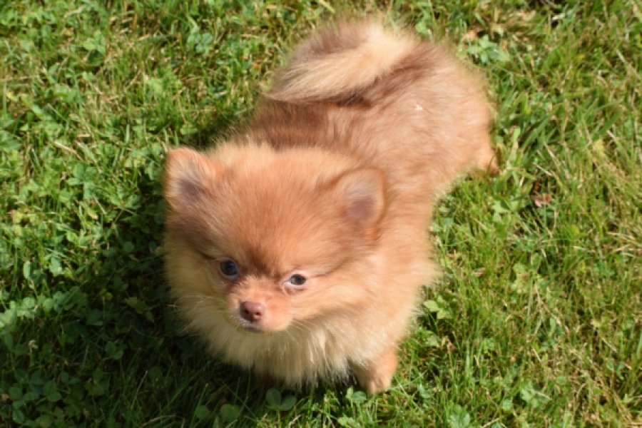 Keeshond (teef) 55453