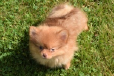 Keeshond (teef) 55453
