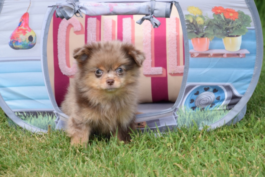 Keeshond (teef) 55458