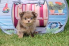 Keeshond (teef) 55458