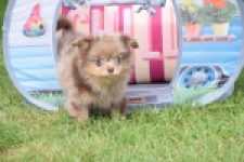 Keeshond (teef) 55458