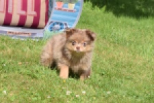 Keeshond (teef) 55458