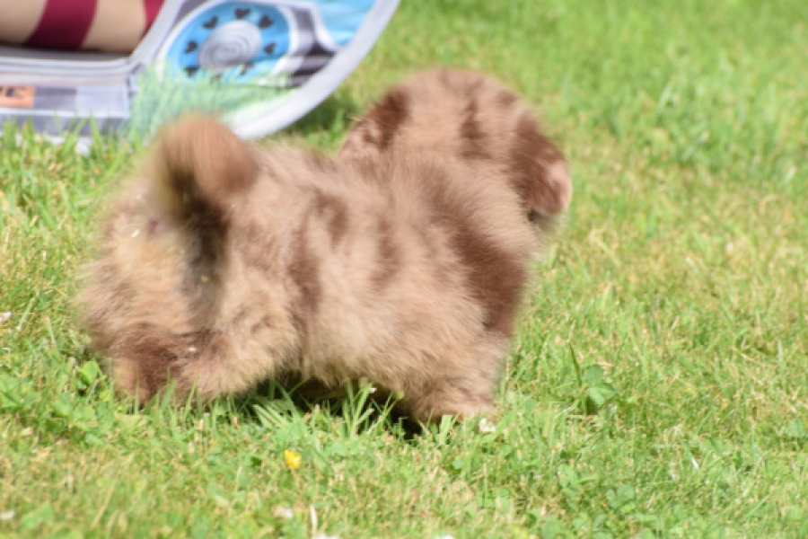 Keeshond (teef) 55458