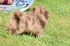 Keeshond (teef) 55458