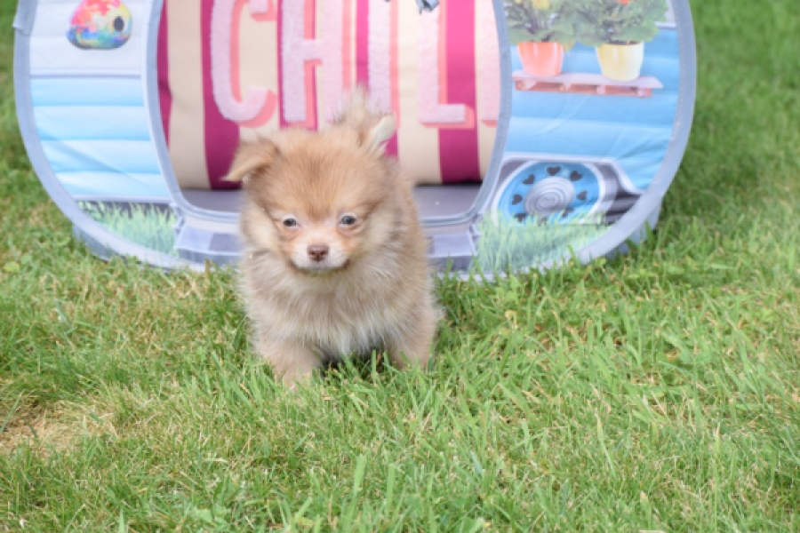 Keeshond (reu) 55509