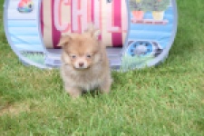 Keeshond (reu) 55509