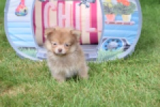 Keeshond (reu) 55509