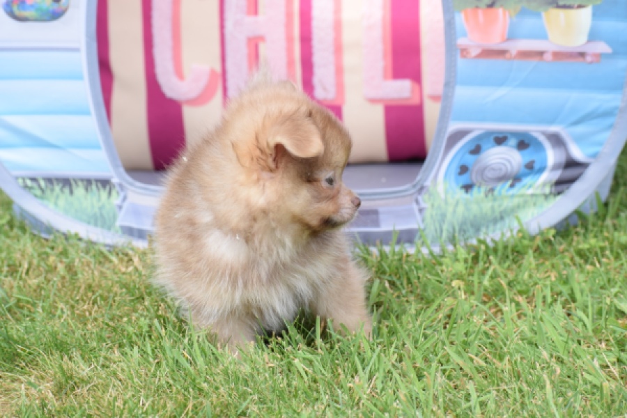 Keeshond (reu) 55509