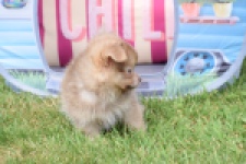Keeshond (reu) 55509