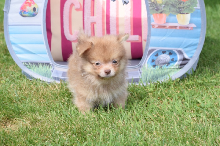 Keeshond (reu) 55509