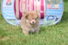 Keeshond (reu) 55509