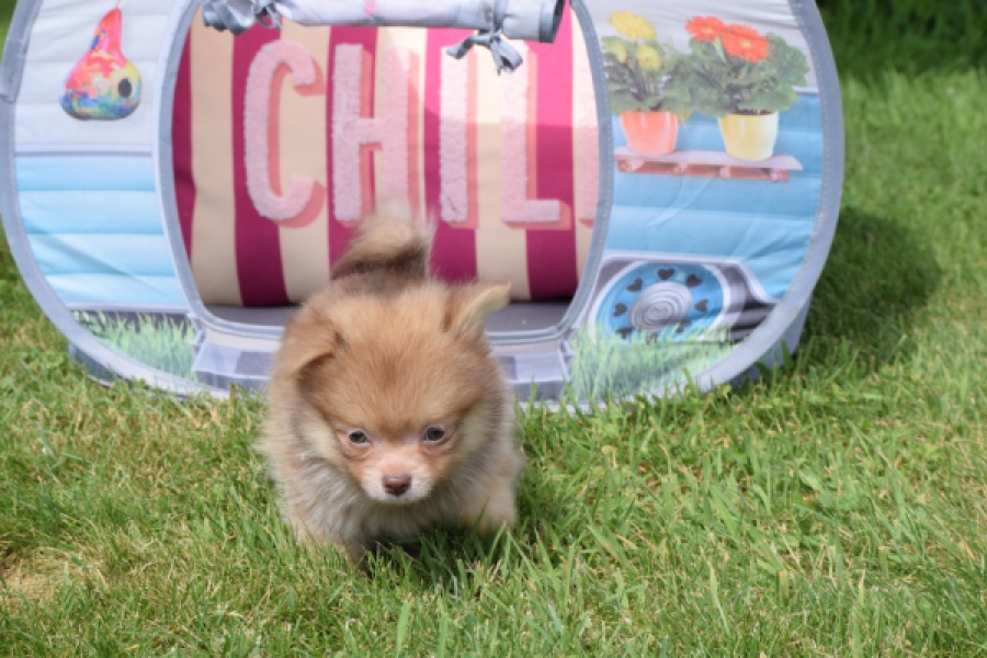 Keeshond (reu) 55509