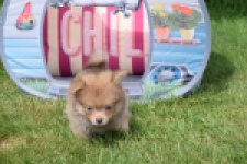 Keeshond (reu) 55509