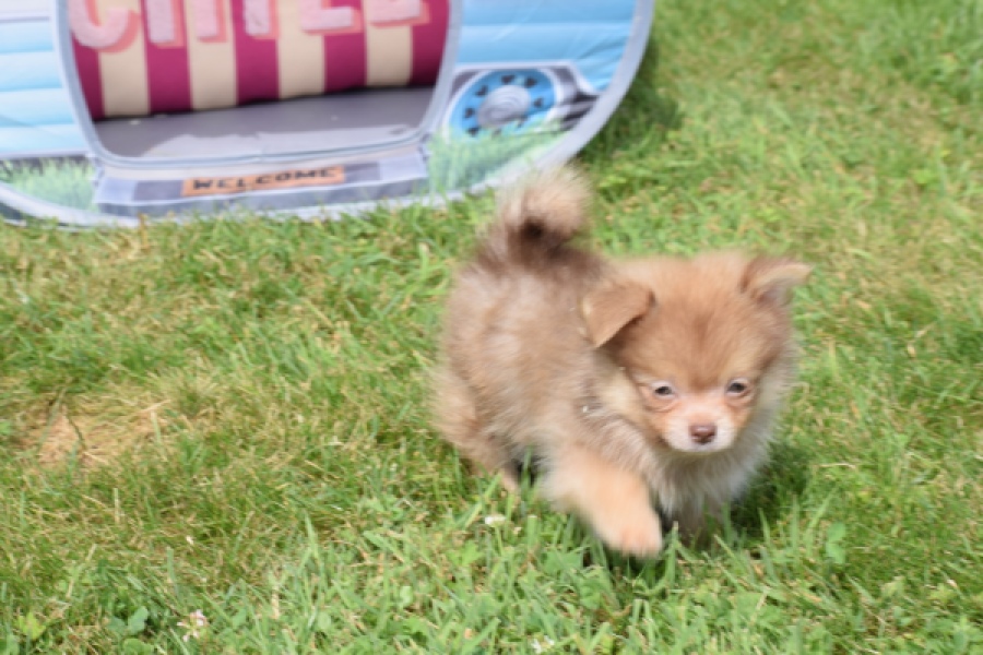 Keeshond (reu) 55509