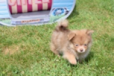 Keeshond (reu) 55509