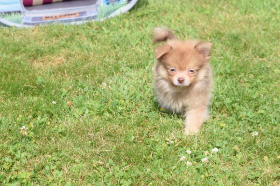 Keeshond (reu) 55509