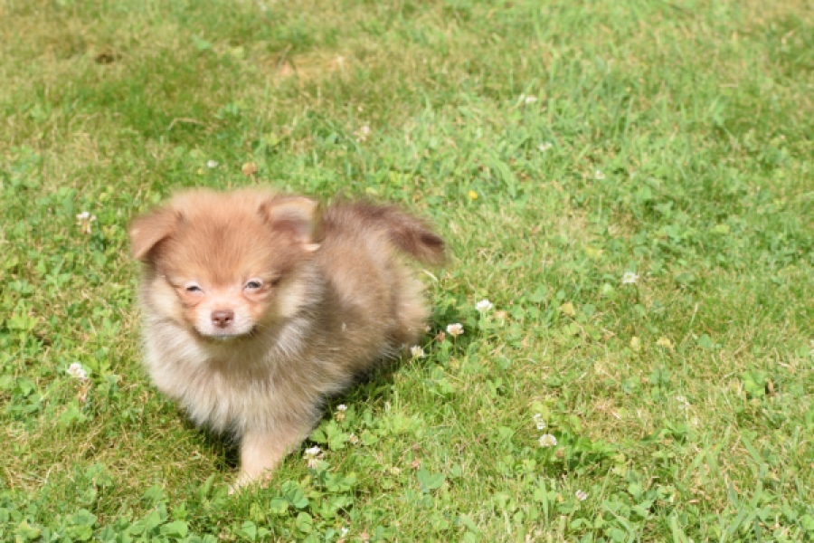 Keeshond (reu) 55509