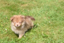 Keeshond (reu) 55509