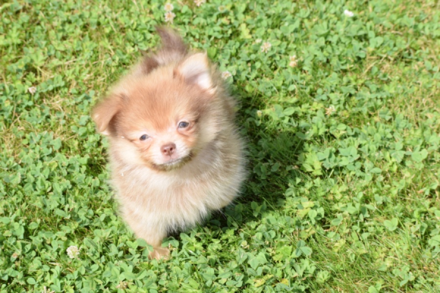 Keeshond (reu) 55509