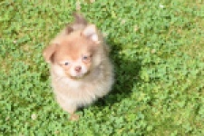 Keeshond (reu) 55509