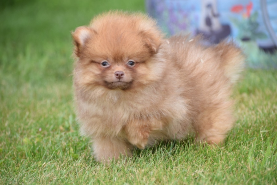 Keeshond (reu) 55454