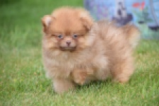 Keeshond (reu) 55454