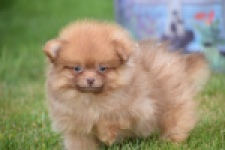 Keeshond (reu) 55454