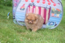 Keeshond (reu) 55454