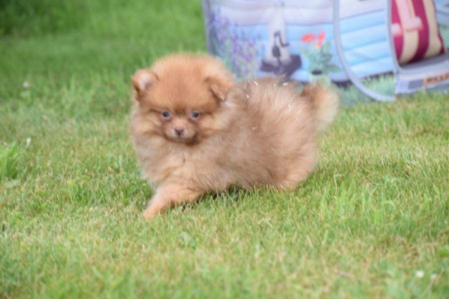 Keeshond (reu) 55454
