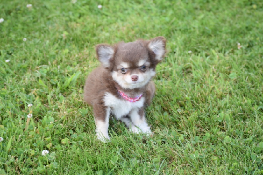Chihuahua (teef) 80170
