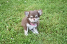 Chihuahua (teef) 80170