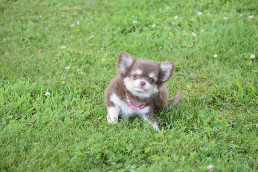 Chihuahua (teef) 80170