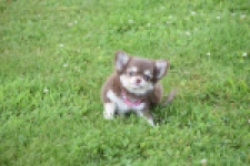 Chihuahua (teef) 80170