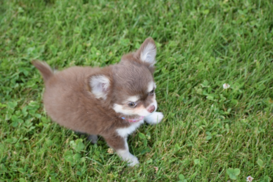 Chihuahua (teef) 80170