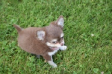 Chihuahua (teef) 80170