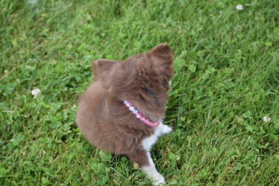 Chihuahua (teef) 80170