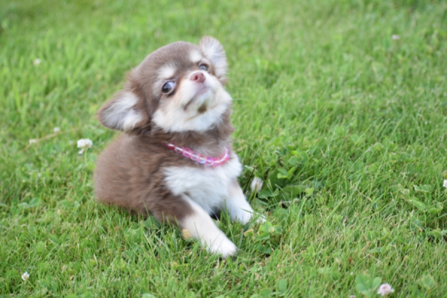 Chihuahua (teef) 80170