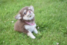 Chihuahua (teef) 80170