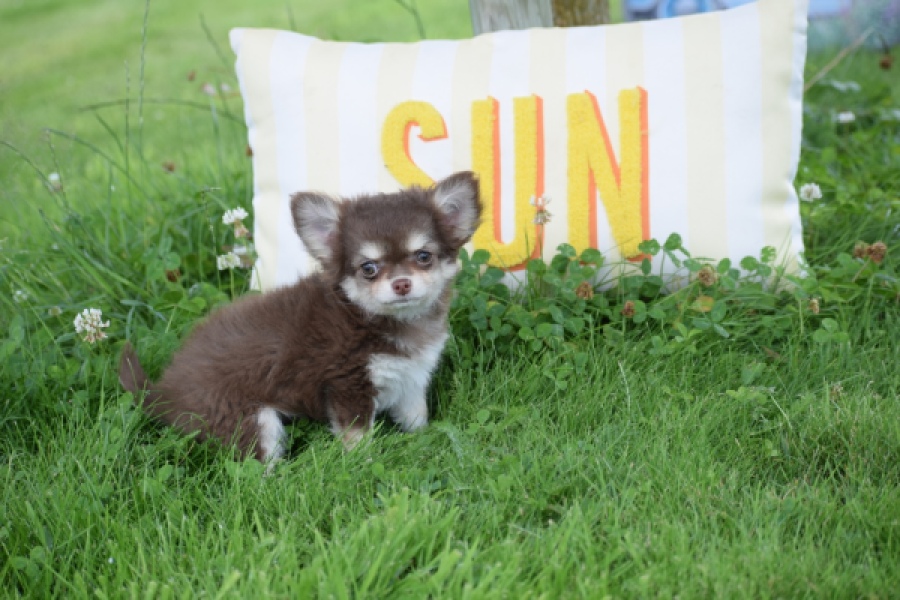 Chihuahua (teef) 80170