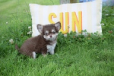 Chihuahua (teef) 80170