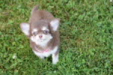 Chihuahua (teef) 80170