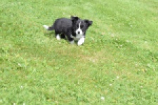 Chihuahua (reu) 80160